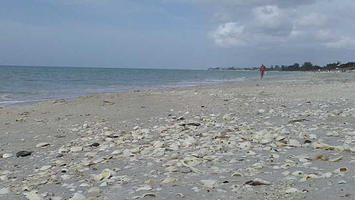 Florida surf report photo taken and posted on January 14 2020, 13:01 West Central Florida Gulf Surf Report Photography. Featuring photographs from standout surfing spots along the Gulf Coast. Photo taken and posted on January 14 2020, 13:01