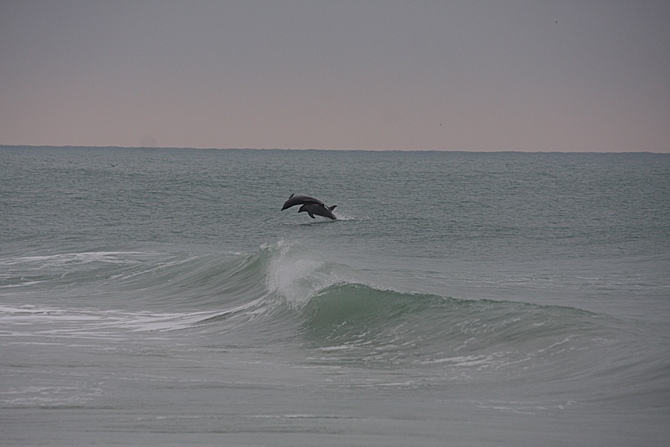 Florida surf report photo taken and posted on January 30 2020, 17:51 West Central Florida Gulf Surf Report Photography. Featuring photographs from standout surfing spots along the Gulf Coast. Photo taken and posted on January 30 2020, 17:51